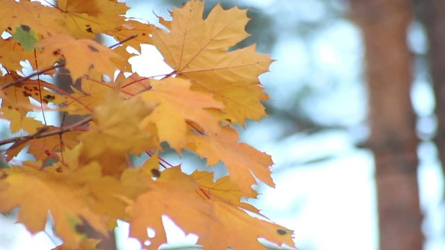 Beautiful autumn leaves develop on a vert. Golden time. Leisure park. Nature dresses trees in beautiful outfits.