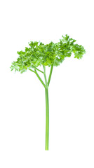 Parsley isolated on white background