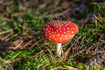 Red and White Toad Stool Mushroom in an Autumn Forest