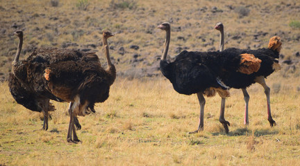 Naklejka premium Ostrich in the safari park