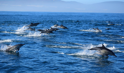 dolphins in the sea