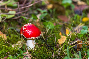 Red and White Toad Stool Mushroom in an Autumn Forest