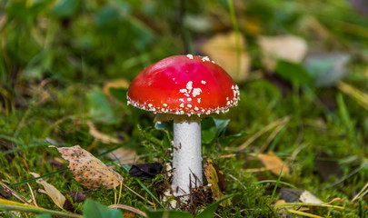 Red and White Toad Stool Mushroom in an Autumn Forest