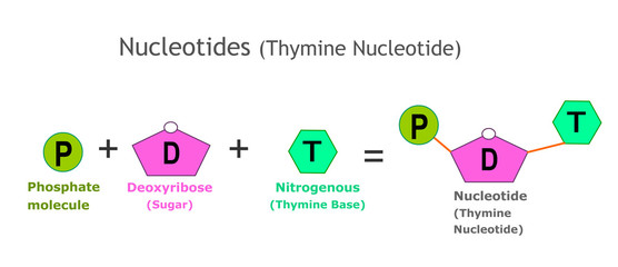 Thymine Nucleotide anatomy. Nucleotides. A nucleotide is the basic structural unit and building block for DNA. Nucleotides: Nitrogenous base, pentose sugar ,phosphate group. model, anatomy. vector