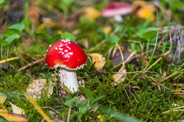 Red and White Toad Stool Mushroom in an Autumn Forest
