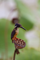 Azure Kingfisher Alcedo azurea on lotus lily pod