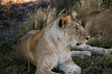 Lioness relaxing in the shade
