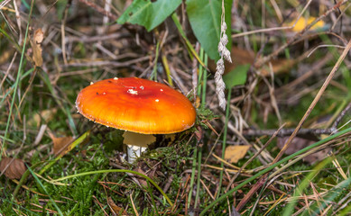 Red and White Toad Stool Mushroom in an Autumn Forest