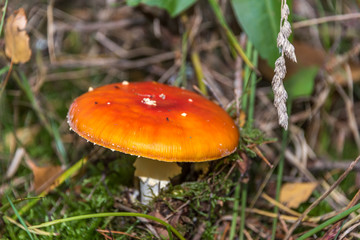 Red and White Toad Stool Mushroom in an Autumn Forest