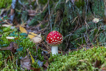 Red and White Toad Stool Mushroom in an Autumn Forest