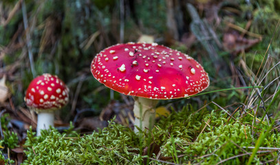 Red and White Toad Stool Mushroom in an Autumn Forest