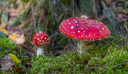 Red and White Toad Stool Mushroom in an Autumn Forest