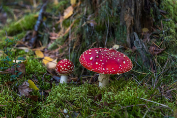 Red and White Toad Stool Mushroom in an Autumn Forest