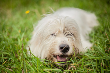 A white dog walks on the lawn. The pet enjoys life. Portrait of a dog with white fur.