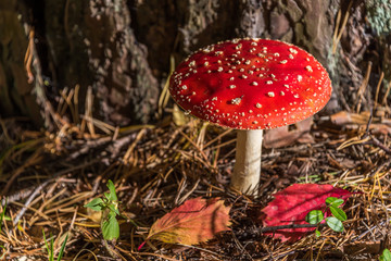 Red and White Toad Stool Mushroom in an Autumn Forest
