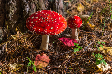 Red and White Toad Stool Mushroom in an Autumn Forest