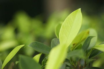 Closeup nature view of green leaf   under sunlight. Natural green plants landscape using as a background or wallpaper