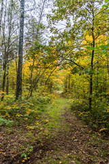 Autumn Forest Path with Yellow and Green Foliage in Northern Europe