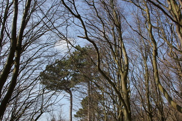 tree and sky