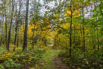 Autumn Forest Path with Yellow and Green Foliage in Northern Europe
