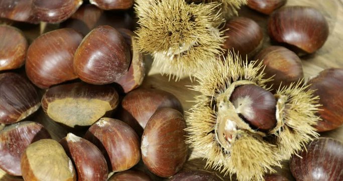 Autunno castagne con il riccio