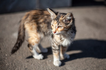 Cute homeless kitten on the street. The animal walks in the sun. Beautiful cat of three colors.