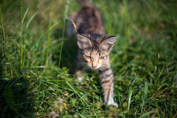 Naklejka na ściany i meble Kitten on the street. Cat on a sunny day. Homeless animals need care. Beautiful coat color.