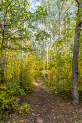 Autumn Forest Path with Yellow and Green Foliage in Northern Europe