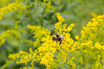 bee on a yellow flower
