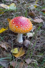 fly agaric in the forest