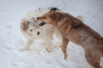 Fototapeta na wymiar Two dogs fight in the winter in the snow. Joyful game of dogs. The domestic and stray dogs grappled in the fray. Pets are aggressive. The natural behavior of animals.