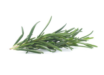 Fototapeta premium rozmaryn na białym tle