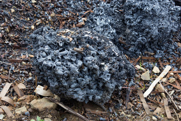 massiveli burned gun ammunition in the forest