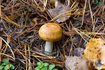 mushroom in the forest