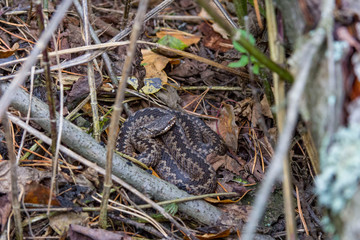viper curled up in the grass 