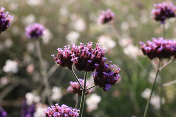 Purple Verbena bonariensis purple tiny flowers in the morning sun macro
