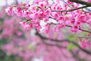 Vintage sakura or cherry blossom