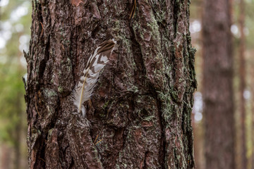 Fototapeta premium Feather in a Tree in a Forest in Autumn
