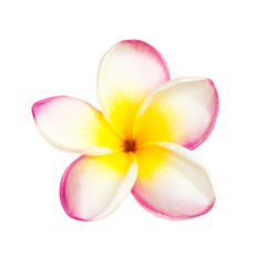 Fototapeta na wymiar One pink tropical frangipani flower isolated at white background