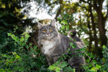 Naklejka na ściany i meble Curious young blue tabby white maine coon cat standing on wall covered with ivy in front of trees in a forest looking at camera