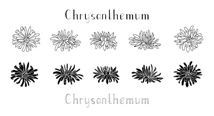 Set of hand drawn chrysanthemum flowers isolated on a white background. Contour and silhouette. Lettering. Monochrome vector illustration. Decorations for invitations, greeting and wedding cards - obrazy, fototapety, plakaty