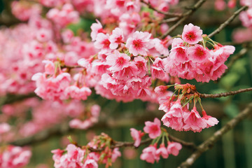 Vintage sakura or cherry blossom
