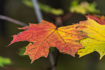 Fototapeta na wymiar Colorful Autumn Leaves in a Northern European Forest