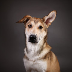 Cute ginger mongrel dog on a gray background in the studio