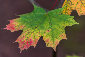 Colorful Autumn Leaves in a Northern European Forest