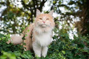 Naklejka na ściany i meble curious young cream tabby beige white maine coon cat standing on wall covered with ivy in front of trees in a forest looking at camera