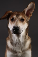 Cute ginger mongrel dog on a gray background in the studio