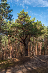 Fototapeta premium Autumn Forest Path with Yellow and Green Foliage in Northern Europe