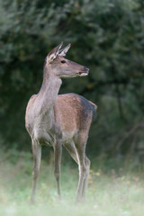 Portrait of beautiful female (Red deer, Cervus elaphus)