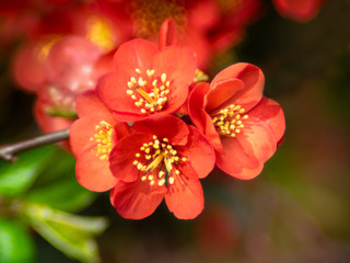 Zierquitte fotografiert mit einem alten Objektiv